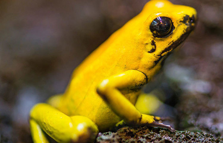 বিষাক্ত ডার্ট ফগ: ছোট এবং হলুদ রঙের অত্যন্ত আকর্ষণীর এই ব্যাঙের দেখা অ্যামাজনের জঙ্গলে মিলবে। বিশ্বের বিষাক্ততম প্রাণীদের মধ্যে অন্যতম বলা চলে একে। বিপদ বুঝলেই এদের হলুদ চামড়া থেকে বিষাক্ত রাসায়নিক নির্গত হয়। যা খুব কম মাত্রায় রক্তে মিশলে পক্ষাঘাত হতে পারে।