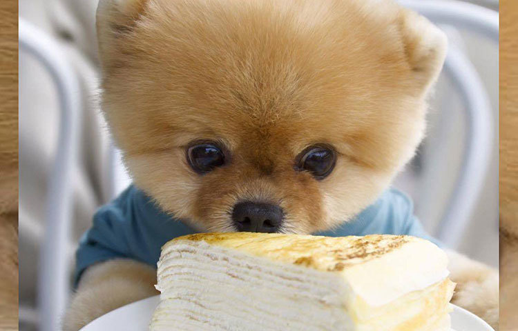 জিফপম: শুধু মানুষই নয়, এই ছোট আকারের পমেরিয়ানও একজন টিকটক স্টার। ফলোয়ার? ১ কোটি ৯০ লাখেরও বেশি। সোশ্যাল মিডিয়ায় জনপ্রিয়তার নিরিখে অক্ষয় কুমারকে ছুঁয়ে ফেলেছে। অক্ষয়ের ইনস্টাগ্রাম ফলোয়ারের সংখ্যা এক কোটি ৯০ লাখ। এভাবে চলতে থাকলে আশা করা যায়, সোশ্যাল মিডিয়া ফলোয়ার সংখ্যার বিচারের আলিয়া ভাটের সমান হতে খুব বেশি দিন লাগবে না জিফপমের।