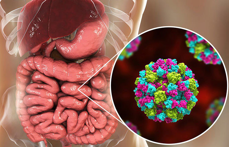 ডায়রিয়া মূলত জলবাহিত ব্যাকটেরিয়া থেকে ছড়ায়। শরীরের পানি বেরিয়ে যায় বলে এই অসুখ খুবই দুর্বল করে তোলে। দরকারে স্যালাইন দেওয়ারও প্রয়োজন পড়ে। বিশেষ করে কাঠফাটা রোদে জলও খাওয়ায় নজর না দিলে এই অসুখের শিকার হতে পারেন আপনিও। তবে এই অসুখ থেকে দূরে থাকতে কতগুলো নিয়ম মানতেই হবে।