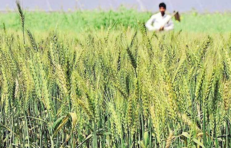 দর্শন এখন আর একা নন, তার সঙ্গে আরও দু’জন যোগ দিয়েছেন। তারাও সফল কৃষকদের সাক্ষাৎকার নেন। দর্শনের লক্ষ্য, প্রতি সপ্তাহে অন্তত ১০টি করে ভিডিও আপলোড করা।