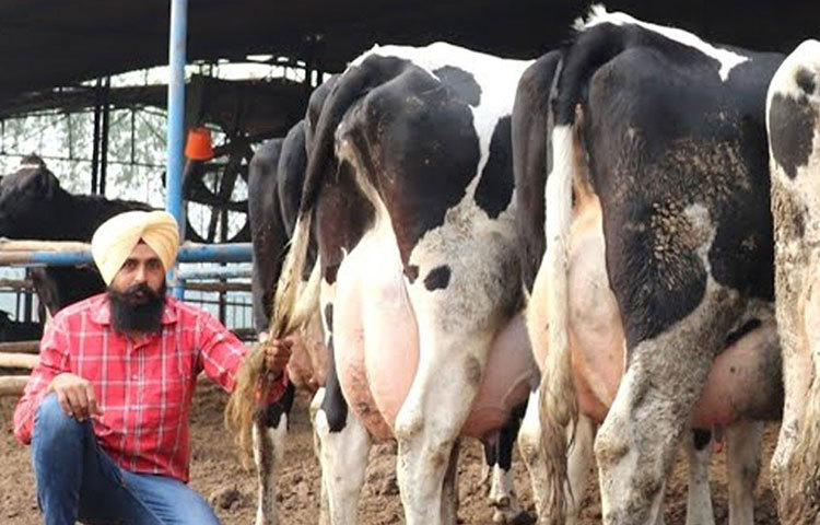 ২০১৭ সালে উপার্জন বাড়ানোর জন্য ডেইরি ফার্ম খোলেন। কিন্তু এই সংক্রান্ত কিছু প্রশিক্ষণ ছিল না। তাই ডেইরি ফার্মিং এবং অর্গানিক ফার্মিং সংক্রান্ত ইউটিউব ভিডিও দেখতে শুরু করেন। তবে কোনো ভিডিও তার পছন্দ হয়নি।