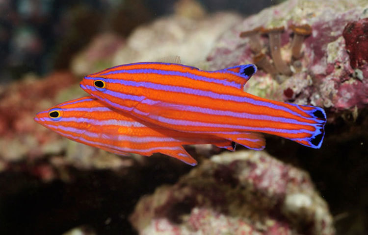 ক্যান্ডি বাসলেট: এই মাছটি পাওয়া যায় ক্যারিবীয় উপকূলে। এই প্রজাতির একটি মাছের দাম প্রায় ১ লাখ ৪০ হাজার টাকা।