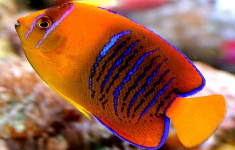 ক্ল্যারিয়ঁ অ্যাঞ্জেলফিস: মেক্সিকোর সমুদ্র উপকূলে পাওয়া যায় এই বাহারি মাছটি। এই প্রজাতির একটি মাছের দাম প্রায় ১০ লাখ ৫৫ হাজার টাকা।
