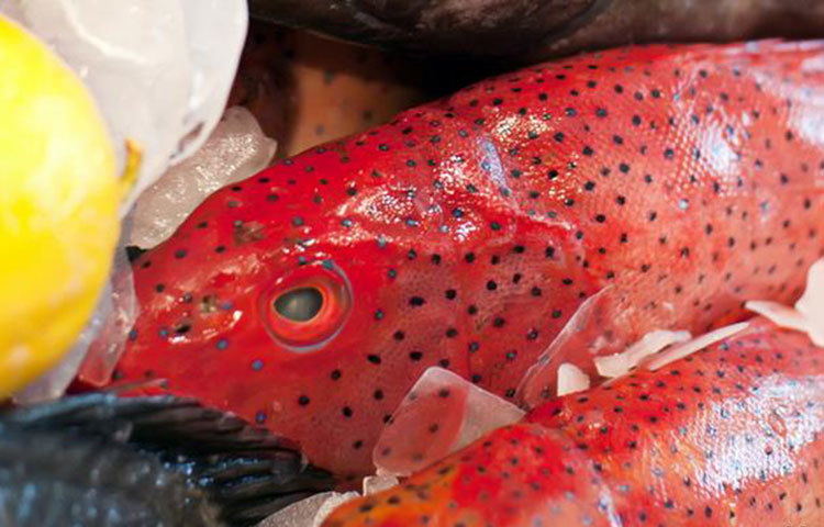 মাছের চেহারা: লাল ফুলকা, স্বচ্ছ চোখ আর মাছের গায়ের চকচকে আঁশ দেখে মাছ কিনুন। কারণ তাজা মাছের চেহারা এমনই হয়।