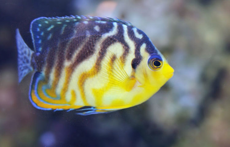 নেপচুন গ্রুপার: হলুদ, গোলাপি, কমলা রঙ মিলে মিশে এই মাছকে আরও আকর্ষণীয় করে তুলেছে। ক্রান্তীয় রেখা অঞ্চলে গভীর সমুদ্রে দেখা মেলে এই মাছের। এই প্রজাতির একটি মাছের দাম প্রায় ৪ লাখ ২২ হাজার টাকা।