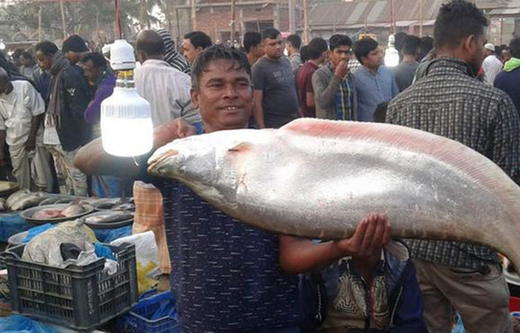 মাছটি একটু টিপে দেখুন: মাছ বিক্রেতার অনুমতি নিয়ে মাছের গায়ে আঙুল দিয়ে একটু টিপে দেখতে পারেন। যদি এতে একটু গর্তের মতো হয়ে থাকে তাহলে বুঝতে হবে মাছটি তেমন তাজা নয়।