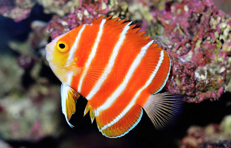 পেপারমিন্ট অ্যাঞ্জেলফিস: এটি একটি বিরল প্রজাতির সামুদ্রিক মাছ। লাল-সাদা রঙের এই মাছটির দাম প্রায় ২১ লাখ ১২ হাজার টাকা।