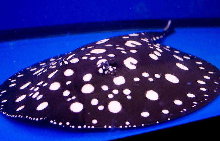 ফ্রেস ওয়াটার পোলকা ডট স্ট্রিংরে: মিঠে জলের এই স্ট্রিংরে বা শঙ্কর মাছের দেখা মেলে তাইওয়ানের নদী-নালায়। মাছটি আয়তনেও বেশ বড়। এই মাছটির দাম প্রায় ৭০ লাখ ৪২ হাজার টাকা।