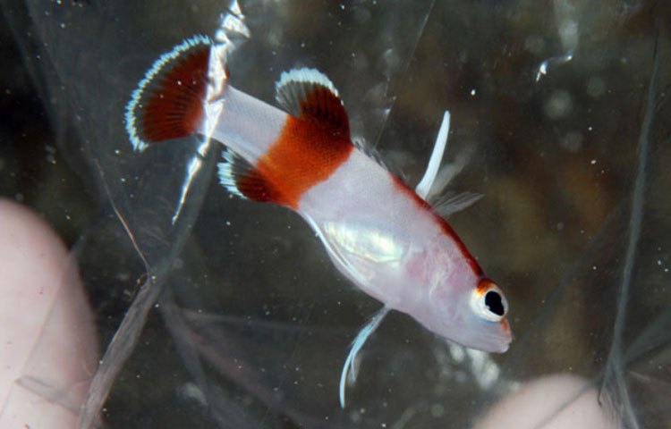 ব্লেডফিন বাসলেট: ক্যারিবিয় উপকূলে সুন্দর ছোট্ট এই প্রজাতির মাছ ঝাঁকে ঝাঁকে দেখা যায়। ব্লেডফিন বাসলেট লম্বায় দেড় থেকে দু’ ইঞ্চির বেশি হয় না। এই মাছটির দাম ভারতীয় মূদ্রায় প্রায় ৭ লক্ষ ৪ হাজার টাকা।