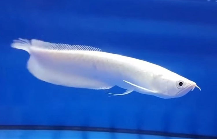 প্লাটিনাম আরওয়ানা: এই মাছ এশিয়া, আফ্রিকা এবং আমেরিকার বিভিন্ন অঞ্চলে সাদা, রুপোলি, হলুদ, সবুজ, লাল, কালো রঙের পাওয়া যায়। প্লাটিনাম আরওয়ানা লম্বায় প্রায় ৩৫ ইঞ্চি পর্যন্ত হতে পারে। এই মাছটির দাম প্রায় ২ কোটি ৮২ লাখ টাকা পর্যন্ত হতে পারে।