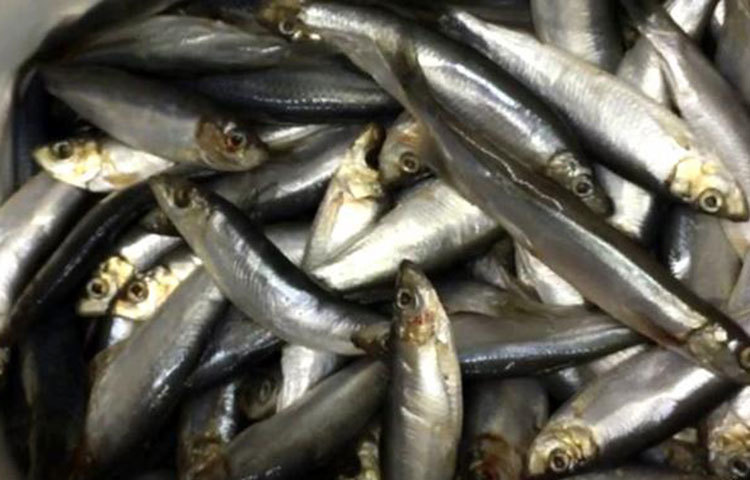 বেশিদিন মাছ তাজা রাখতে চাইলে: ডিপফ্রিজে রাখার জন্য বিশেষ ব্যাগে ভরে ডিপফ্রিজে রেখে দিন। তবে মনে রাখবেন যে ডিপফ্রিজে রাখার আগে অবশ্যই মাছের আঁশ, ফুলকা ইত্যাদি পরিষ্কার করে নেবেন। এতে মাছ জীবাণুমুক্ত থাকবে। মাছ ভালোভাবে ফ্রিজ করলে মাছের স্বাদ কয়েক সপ্তাহ পরেও একই রকম থাকে।