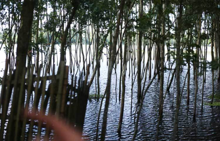 চারদিকে শুধু পানি আর পানি। ছবি: মাহবুব আলম