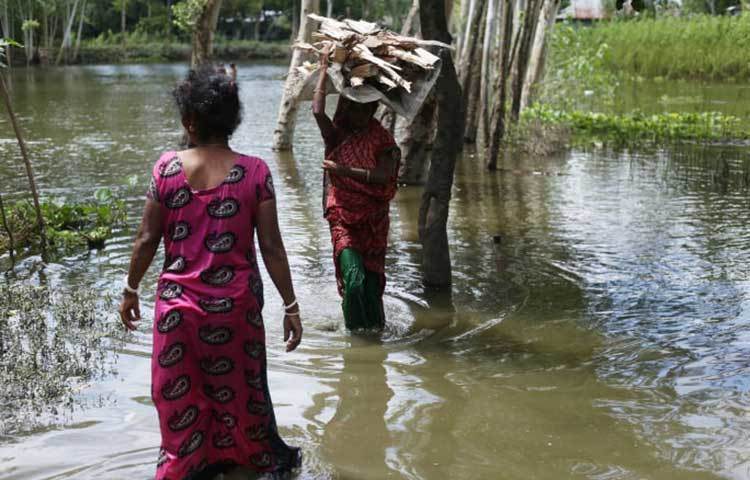 জ্বালানি কাঠ সংগ্রহ করছেন গৃহিণীরা। ছবি: মাহবুব আলম