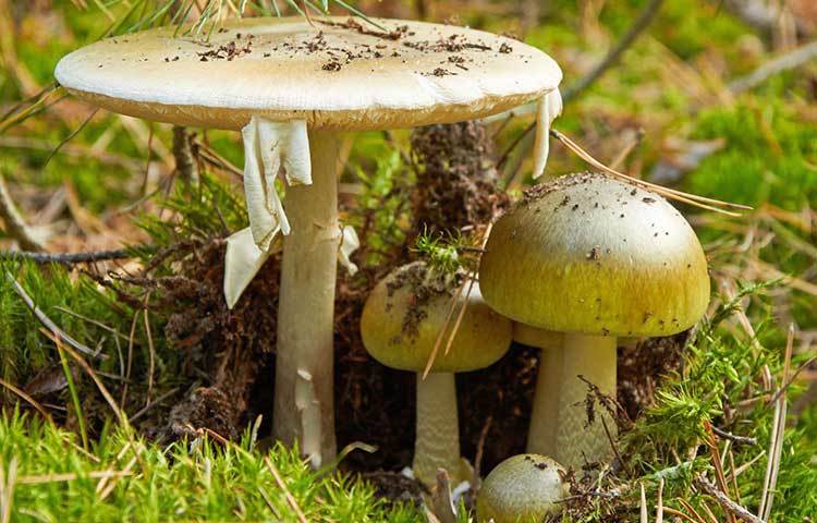 রোজকার খাবারে মাশরুম না হলে চলে না? তা খান! তবে ডেথ ট্যাপ-এর মতো ওয়াইল্ড মাশরুম খেতে যাবেন না যেন। বনেবাদাড়ে এটি মেলে। না জেনেবুঝে ওই মাশরুম খেলে পেটব্যথা, বমি হওয়ার মতো উপসর্গ দেখা দিতে পারে। এমনকি হার্ট, লিভার বা কিডনি বিকল হতে পারে।