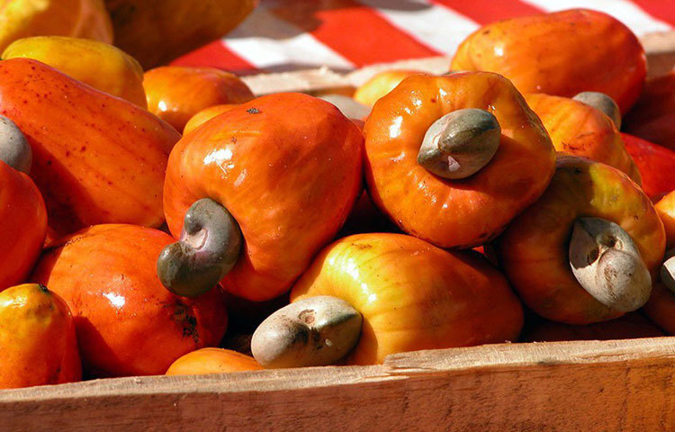 ড্রাই ফ্রুট হিসাবে কাজুবাদামের জুড়ি মেলা ভার। তবে খোলা ছাড়িয়ে কাঁচা কাজুবাদাম খেতে যাবেন না যেন। তাতে অ্যালার্জি হতে পারে। আসলে, কাঁচা কাজুবাদামের খোলায় থাকে অ্যানাকার্ডিক অ্যাসিডের মতো রাসায়নিক। খোলা ছাড়ানোর সময় তা কাঁচা কাজুবাদামে মিশে যায়। সঠিক তাপমাত্রায় রোস্ট না করলে তা কাজুর গা লেগে থাকবে।