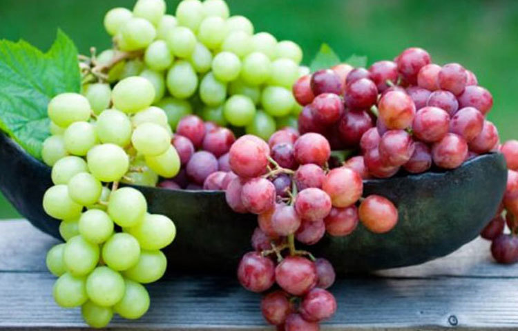 প্রতিদিন অন্তত একমুঠো আঙুর খেতে পারলে তা রক্তে কোলেস্টেরলের মাত্রা সহজেই নিয়ন্ত্রণে রাখতে সাহায্য করে।