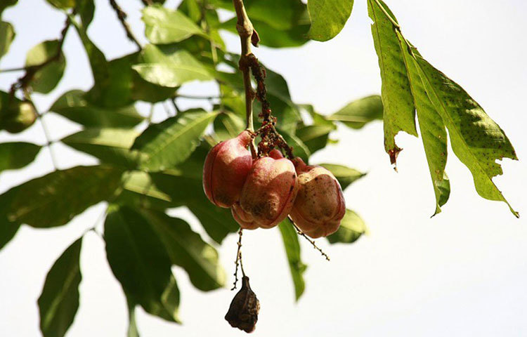 জামাইকার জাতীয় ফল আকি খেতে হলে একটু সাবধান। আকিতে রয়েছে হাইপো গ্লাইসিন নামের বিষ। বিশ্বের অন্যতম বিষাক্ত ফল এটি। কারণ, পুরোপুরি পাকার আগে ওই ফল খেলে মৃত্যু পর্যন্ত হতে পারে বা কোমায় চলে যেতে পারেন। একমাত্র পাকা আকির বীজের চারপাশের হলদেটে অংশটাই খাওয়া যেতে পারে।