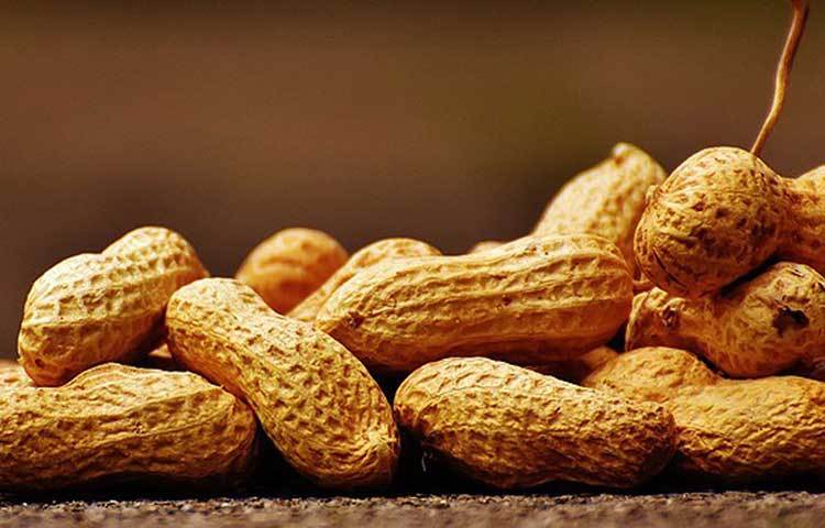 ময়দানে ঘোরাফেরার ফাঁকে চিনেবাদাম ভাজা কিনে তো অনেকেই খান। তবে তা-ও কিন্তু ভয়ের কারণ হতে পারে। অবশ্যই যাদের ফুড অ্যালার্জি রয়েছে, তাদের জন্য এই সতর্কবার্তা। চিনেবাদাম খেয়ে ফুড অ্যালার্জি হয়ে মৃত্যু পর্যন্ত ঘটেছে অনেকের।