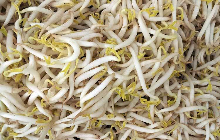 ইকোলি, সালমনেল্লা বা লিস্টেরিয়া ব্যাকটেরিয়া সহজেই বাসা বাঁধে বিন স্প্রাউটে। সাধারণত উষ্ণ এবং আর্দ্র পরিবেশে জন্মানো বিন স্প্রাউটেই ওই ব্যাকটেরিয়ার বংশবৃদ্ধি হয়। ২০১১ সালে ইউরোপে ইকোলির ব্যাকটেরিয়ার প্রকোপেই মৃত্যু হয়েছিল ২২ জনের। অনেকের মতে, জার্মানিতে চাষ করা বিন স্প্রাউট থেকে ছড়িয়েছিল ইকোলি।