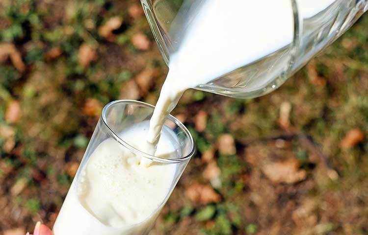 দুধ ভালোভাবে না ফুটিয়ে কাঁচা পান করাটাও বিপজ্জনক হতে পারে। কাঁচা দুধ থেকেই অনেকে চিজ তৈরি করেন। তবে পাস্তুুরাউজ (উচ্চ তাপমাত্রায় দুধ ফুটিয়ে তা তাড়াতাড়ি ঠান্ডা করা) না করে সেই দুধ থেকে চিজ তৈরি করা হলে তাতে ইকোলি, সালমনেল্লা বা লিস্টেরিয়া ব্যাকটেরিয়ার জন্মাতে পারে। ফলে দুধ ফুটিয়ে খান।