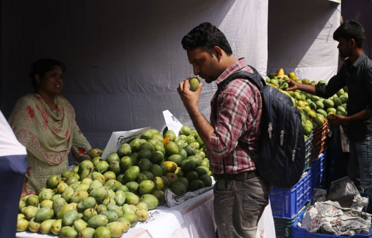 একজন দর্শনার্থী রসালো আমাদের সুবাস নিচ্ছেন। ছবি: মাহবুব আলম