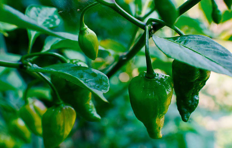 প্রস্টেট ক্যানসারে ঝুঁকি কমাতে কাঁচামরিচ কার্যকরী। এছাড়াও স্নায়ুরোগ নিরাময়েও কাজে লাগে কাঁচামরিচ। তাই দীর্ঘমেয়াদী স্নায়বিক অসুখের পথ্য হিসাবে কাজে আসে কাঁচামরিচ।