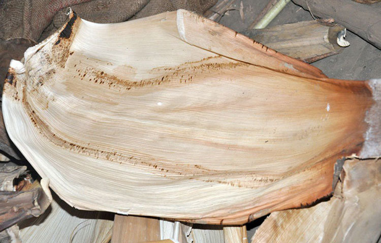 তার জন্য দরকার সুপারি গাছের পাতার খোল। টুপির মাপ নিয়ে সুপারি পাতার খোল গোল করে কেটে নিন। সেটি জলে ভিজিয়ে রাখুন কিছুক্ষণ। বাইরে বেরনোর আগে জল ঝেড়ে টুপির মধ্যে রেখে দিন। সেই অবস্থাতেই টুপি পরে বেরোন। এতে মাথায় রোদ লাগবে না।