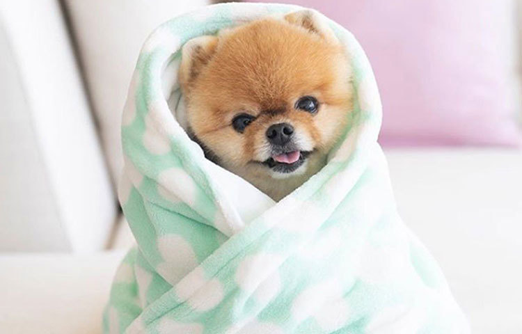 তবে জিফপমের এত জনপ্রিয়তার নেপথ্যে যে কে তা আজও স্পষ্ট নয়। আদরের এই পোষ্যের দাবিদার কে, তা নিয়ে সোশ্যাল সাইটে জল্পনা চললেও তার নাম এখনও সামনে আসেনি। বরং প্রিয় পমেরানিয়ানের জন্য অনলাইন কেনাকাটা থেকে সোশ্যাল সাইট দেখভাল পুরোটাই তিনি চালান খোদ জিফপমের নামেই।