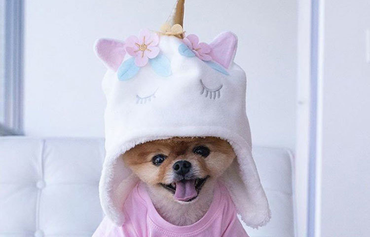 শুধু ইনস্টাগ্রামই নয়, সোশ্যাল মিডিয়ার অন্যান্য প্লাটফর্মেও অনুরাগীর সংখ্যাও ছুঁয়েছে প্রায় তিন কোটি। জনপ্রিয়তার দৌড়ে ইতিমধ্যেই ইনি পিছনে ফেলে দিয়েছেন সুপারওম্যান বা ড্যানিয়েল জোনাসকেও।