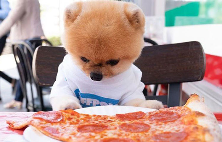 ইনস্টাগ্রামের একটা অ্যাকাউন্ট। আর তাতেই মজেছেন আট থেকে আশি। ভাবছেন কে সেই মানুষ? না, জাতিতে মানুষ না হলেও তার আদর ও জনপ্রিয়তা তুঙ্গে। প্রতি দিন তার রোজনামচা ও নিত্যনতুন কসরত দেখতে দলে দলে মানুষ ভিড় করেন।