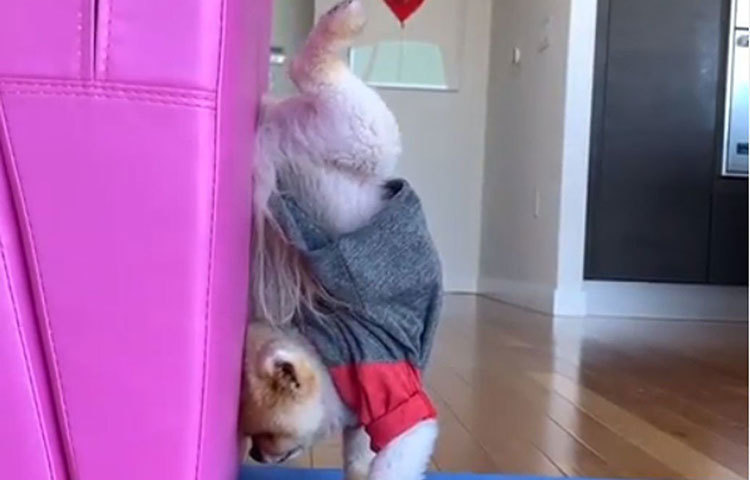 মাত্র কয়েক বছরেই অনলাইনে সেনসেশন হয়ে উঠেছে এই বিশেষ পমেরানিয়ান কুকুরটি। নাম তার জিফপম। নিত্যনতুন করসত তো আছেই, তার সঙ্গে জিফপমের মনখারাপ, আনন্দ, ফূর্তির সবটাই ইনস্টাগ্রামে চোখ রাখলেই জানা যায়।