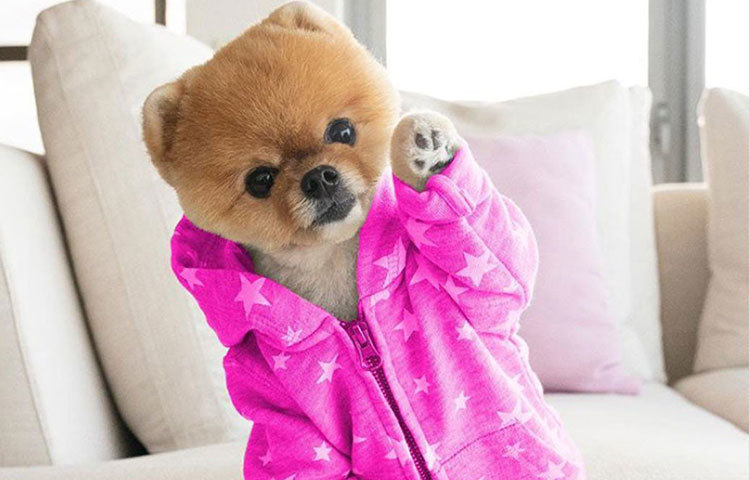 শুধু আনন্দ-দুঃখই নয়, ঋতুভেদে নতুন নতুন জামাকাপড় পেলেও খুবই খুশি হয় জিফপম। সে খুশির প্রমাণও রাখা থাকে তার সোশ্যাল সাইটের পাতায়।