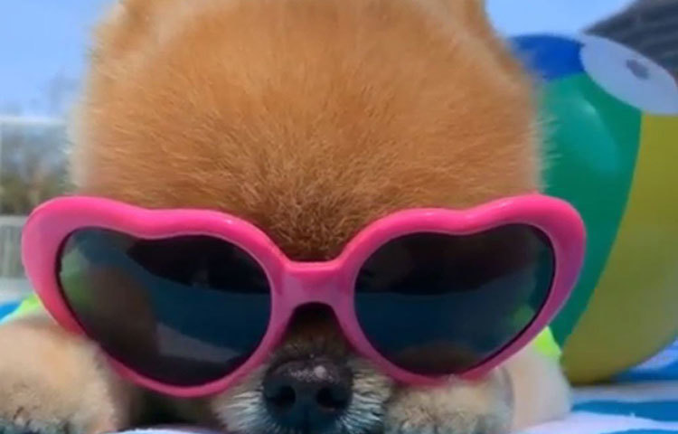 ইনস্টাগ্রাম ও সোশ্যাল সাইটের নানা পোস্ট মিলিয়ে প্রায় ১২ লাখ টাকা রোজগার করেছে জিফপম। তার নিজের নামেই রয়েছে অ্যাকাউন্ট। নিজের সাজ-পোশাক থেকে দরকারি সরঞ্জামও তার নামেই কেনাকাটা করা হয়। বিপুল জনপ্রিয়তার কারণে নানা অনলাইন সাইট ও দোকান তার জন্য বিশেষ ছাড়েরও ব্যবস্থা রাখে।