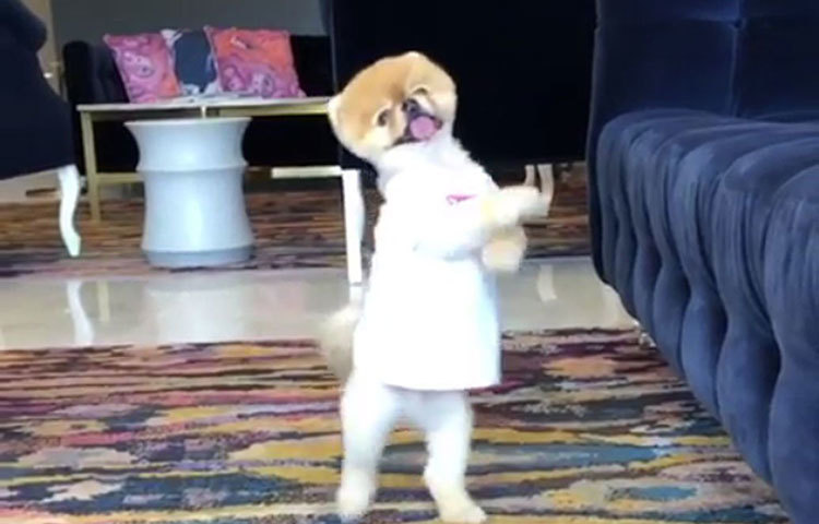 তবে সোশ্যাল সাইটে নাম করার আগেই সে ঢুকে পড়েছে গিনেস বুক অব ওয়ার্ল্ড রেকর্ডসে। চারপেয়ে প্রাণীদের মধ্যে দু’পায়ে দাঁড়াতে পারার কৌশল সবচেয়ে দ্রæত শিখে নেওয়ার জন্যই তার এই পুরস্কার!