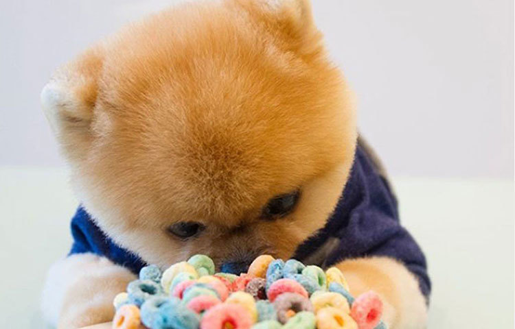 বিভিন্ন ডগ শো-তে পুরস্কার তো রয়েইছে, এ ছাড়া তার ‘স্মার্টনেসের’ জন্য সিনেমাতেও ইতিমধ্যেই মুখ দেখিয়ে ফেলেছে জিফপম। ২০১৩ সালে ‘আ নাইট ইন কাউটাউন’ এবং ২০১৬ সালে ‘জ্যাকভ সার্টোরিয়াস: হিট অর মিস’ ছবিতে তার চরিত্র বেশ আকর্ষণীয় ছিল।