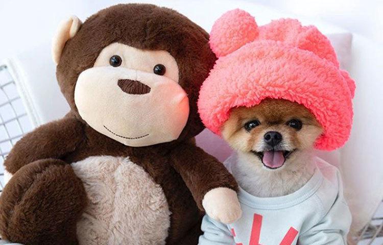 ‘আ নাইট ইন কাউটাউন’-এর সাফল্যের পর কার্টি পেরি-র মিউজিক ভিডিও ‘ডার্ক হর্স’-এ ২০১৪ সালে মুখ দেখিয়েছে জিফপম। ইনস্টাগ্রামে প্রিয় পোষ্যর দৌড়েও ‘কিডস চয়েস অ্যাওয়ার্ড’-এর শিরোপাও তারই দখলে।