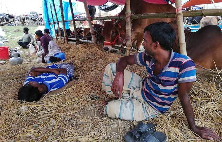 পশুর হাটে ক্লান্ত ব্যবসায়ীরা কেউ হাটেই ঘুমাচ্ছেন। ছবি: মাহবুব আলম
