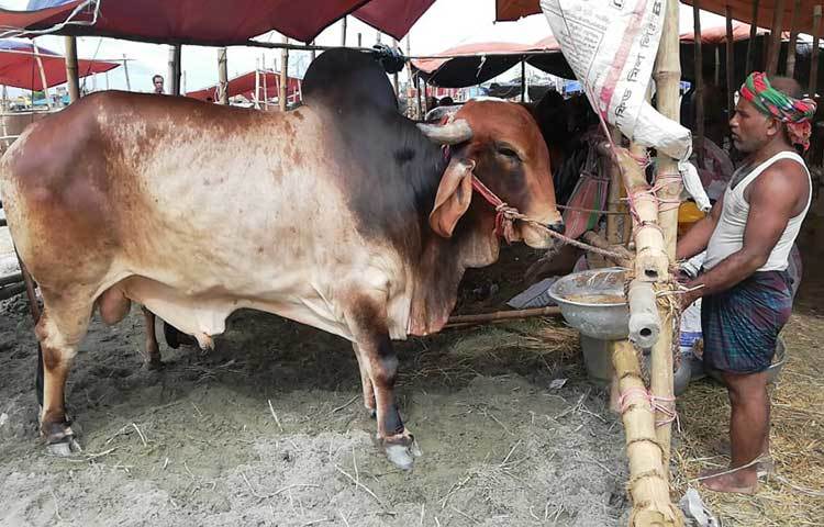 গরুকে খাবার খাওয়াচ্ছেন এক ব্যবসায়ী। ছবি: মাহবুব আলম