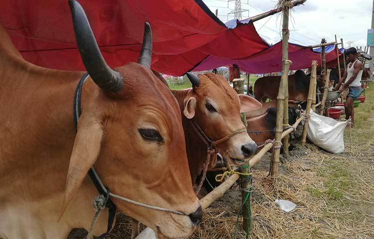 দেশের বিভিন্ন স্থান থেকে গরু নিয়ে আসছে ব্যবসায়ীরা। ছবি: মাহবুব আলম