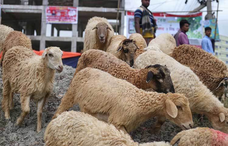 পশুর হাটে ভেড়া নিয়ে আসছেন ব্যবসায়ীরা। ছবি: মাহবুব আলম
