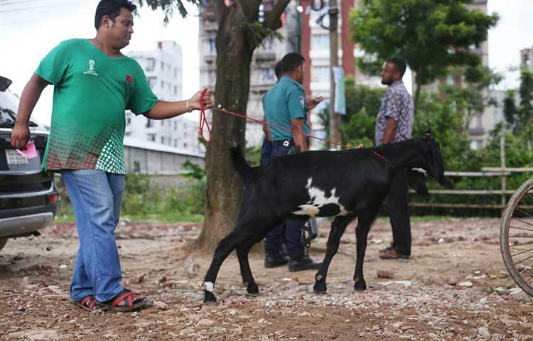 কুরবানি দেয়ার জন্য ছাগল নিয়ে যাচ্ছেন এক ক্রেতা। ছবি: মাহবুব আলম