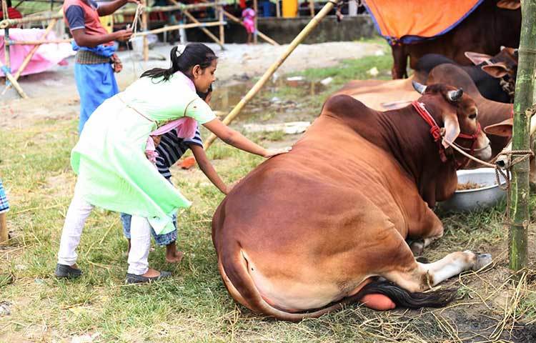 গরুর হাটে গরু দেখতে এসেছে শিশুরা। ছবি: মাহবুব আলম