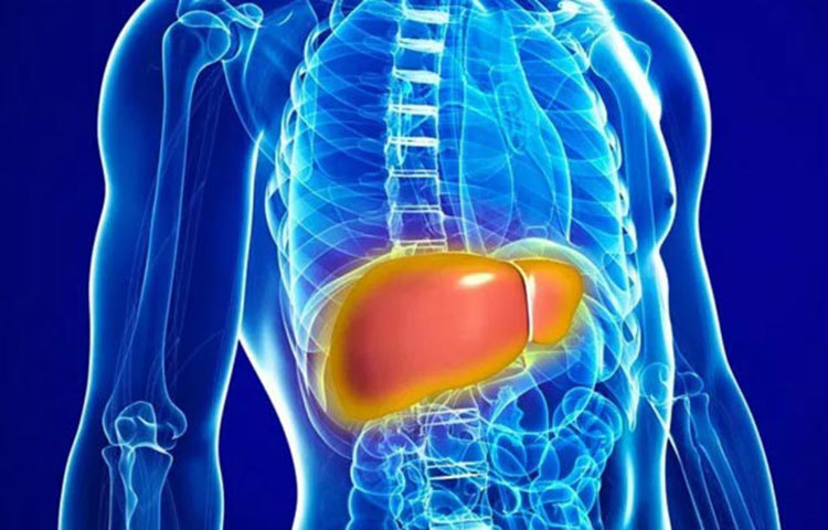 প্রাথমিক পর্যায়ের লিভার সিরোসিস বা কম্পেনসেটেড সিরোসিসে লক্ষণ: (১) দুর্বলতা অনুভব করা (২) সহজেই ক্লান্ত হয়ে পড়া (৩) দাঁতের মাড়ি বা নাক থেকে রক্ত পড়া।