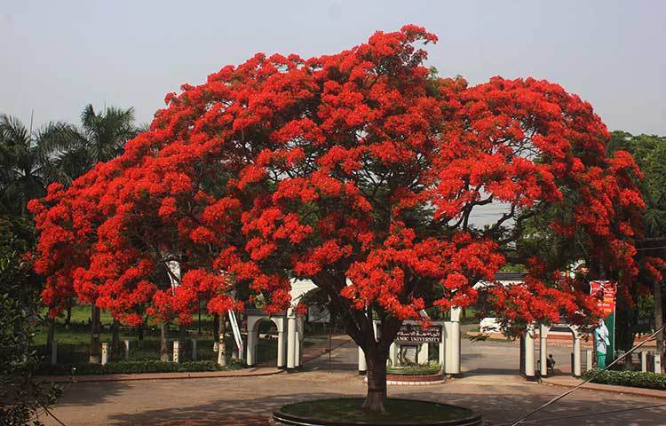 কুষ্টিয়া-খুলনা মহাসড়কের পাশেই ইসলামী বিশ্ববিদ্যালয়ের সুদৃশ্য প্রধান ফটকের সামনে বৃহৎ এ কৃষ্ণচূড়া গাছটি ক্যাম্পাসের সৌন্দর্য বাড়িয়ে দিয়েছে কয়েকগুণ। যেন পথচারীকে আহবান জানাচ্ছে প্রাকৃতিক সৌন্দর্যের এই ক্যাম্পাসে। ছবি: ফেরদাউসুর রহমান সোহাগ
