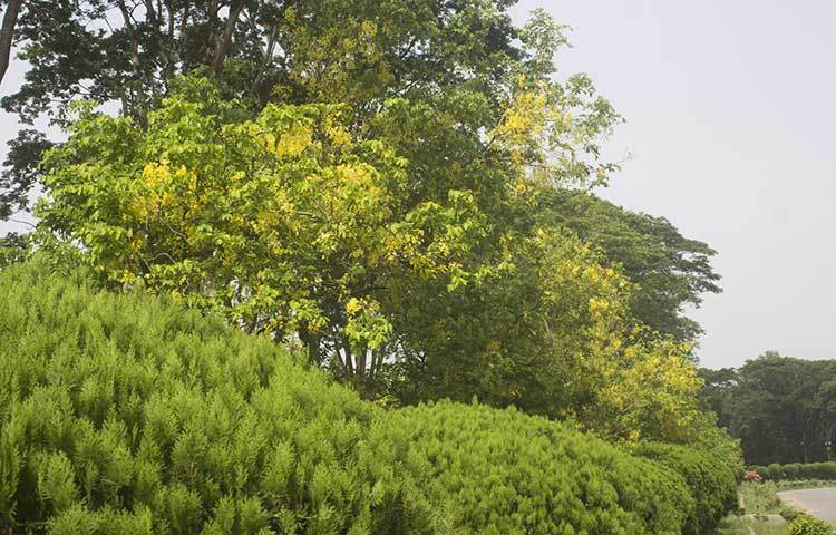 প্রধান ফটক দিয়ে ক্যাম্পাসে প্রবেশ পথেই ডায়না চত্বরে জাতির পিতা বঙ্গবন্ধু শেখ মুজিবুর রহমানের সুদৃশ্য বিশাল মুর‌্যালের পিছনে সারি সারি সোনালু ফুলের গাছ। যা এই গ্রীষ্মের খরতাপেও আপনাকে দিবে প্রশান্তির স্পর্শ। ছবি: ফেরদাউসুর রহমান সোহাগ