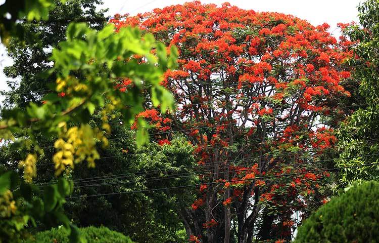 প্রশাসন ভবনের বাম পাশে আকাশ ছোঁয়া অগ্নিরাঙা কৃষ্ণচূড়া গাছটি যেন সূর্যের সবটুকু উত্তাপ কেড়ে নিয়েছে। ছবি: ফেরদাউসুর রহমান সোহাগ