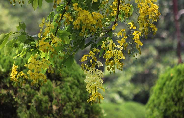 সোনালু ফুলগুলো যেন প্রেমিকার কানের দুল হয়ে ঝুলছে। ছবি: ফেরদাউসুর রহমান সোহাগ
