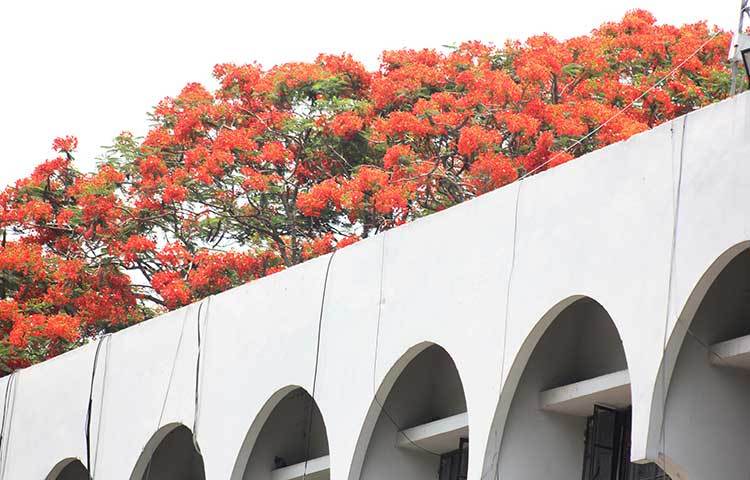 প্রশাসন ভবনের সৌন্দর্য বাড়িয়ে কয়েকগুণ বৃদ্ধি করেছে কৃষ্ণচূড়ার এই লালিমা। ছবি: ফেরদাউসুর রহমান সোহাগ