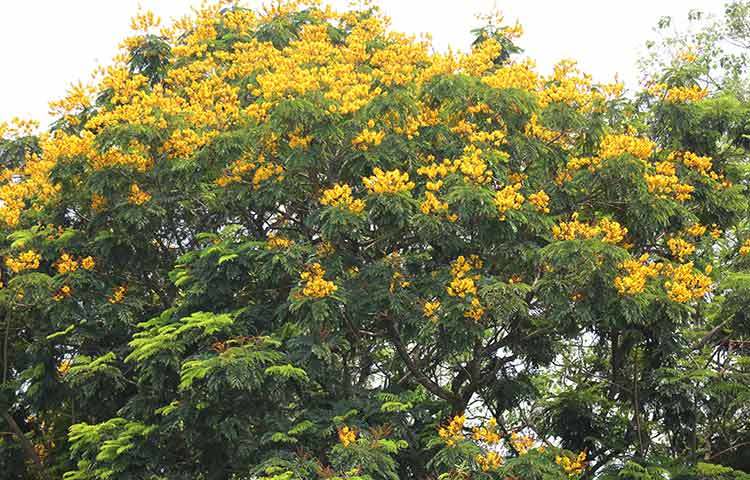 বীরশ্রেষ্ঠ হামিদুর রহমান মিলনাতয়নের সামনে ফুটেছে কনকচূড়া। ছবি: ফেরদাউসুর রহমান সোহাগ
