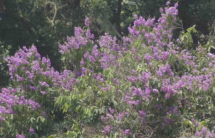 জাতির পিতা বঙ্গবন্ধু শেখ মুজিবুর রহমান হলের পাশে ফুটেছে গ্রীষ্মের কমনীয় রূপের রানী জারুল। ছবি: ফেরদাউসুর রহমান সোহাগ